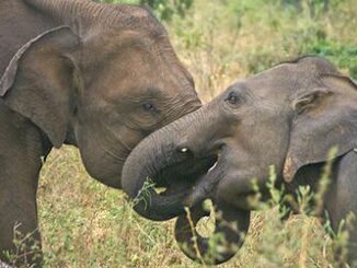 elephants