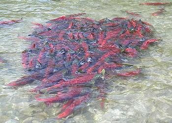 sockeye