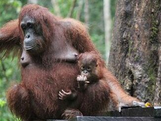 orangutans