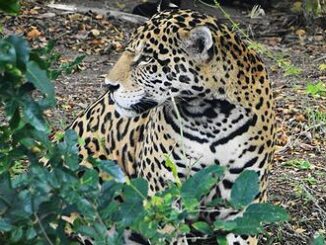 jaguar