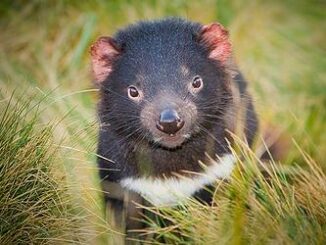 Tasmanian devil