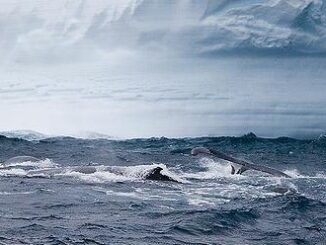 humpbacks
