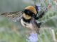 bumblebee
