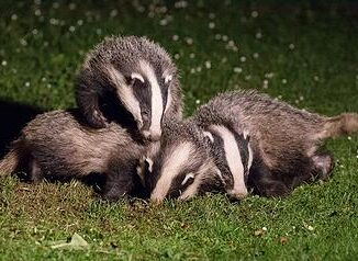 badgers