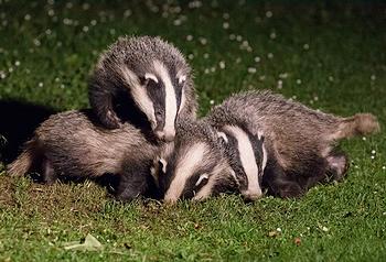 badgers