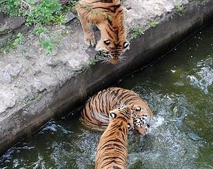 tigers