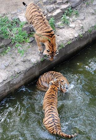 tigers