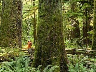Cathedral Grove