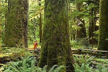 Cathedral Grove