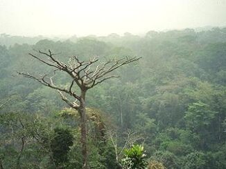 rainforest