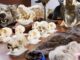 wildlife parts