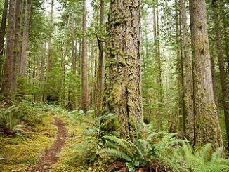 forest