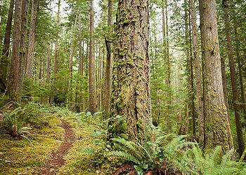 British Columbia Not Obliged to Protect Endangered Forests | ENS