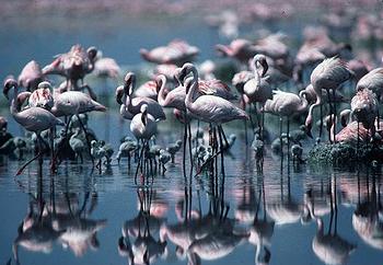 flamingos