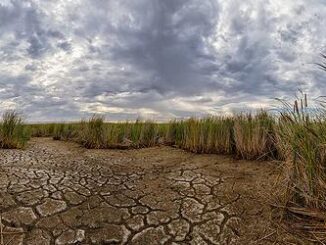 wetland
