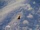 condors