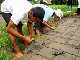 planting rice