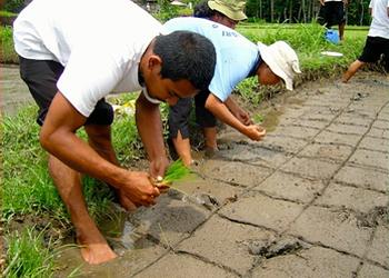 planting rice