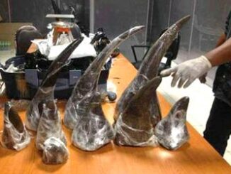 rhino horns