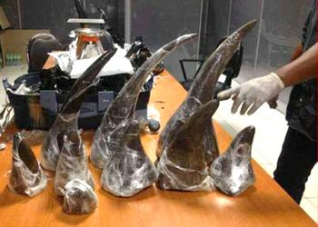 rhino horns