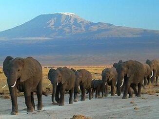 elephants