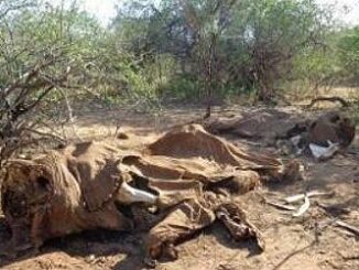 carcasses