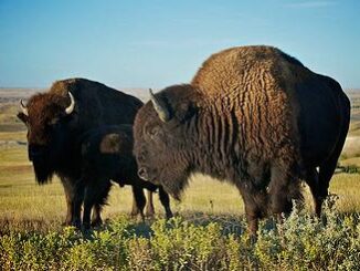 buffalo