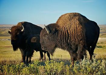 buffalo