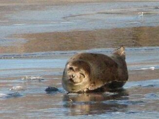 seal