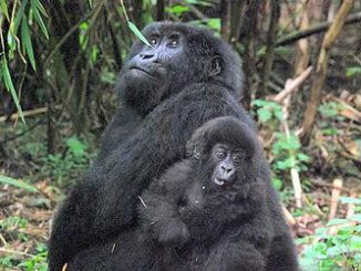 gorillas