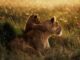 lions