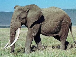 elephant