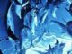 dolphins