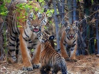 tiger with cubs