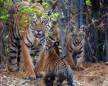 tiger with cubs