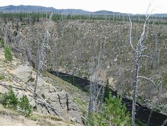 Yellowstone