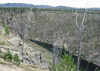 Yellowstone