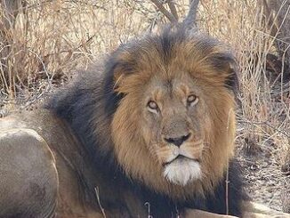lion
