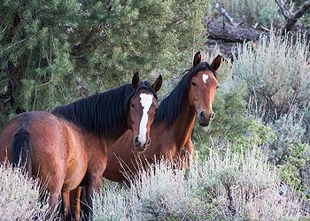 horses