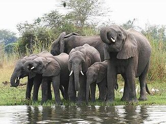 elephants