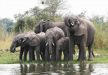 elephants