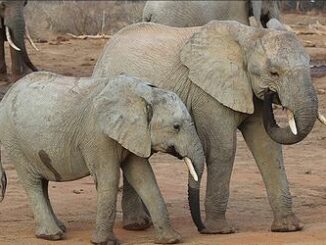 elephants