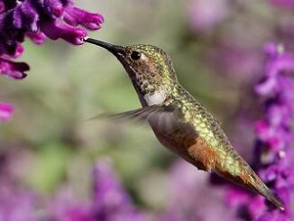 hummingbird