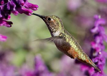 hummingbird