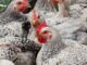 chickens
