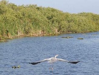 Everglades