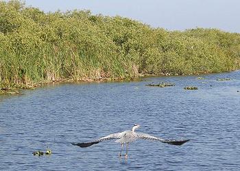 Everglades