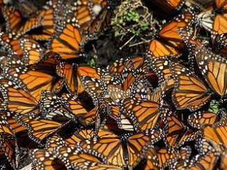 butterflies