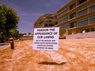 dry lawn