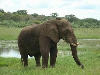 elephant
